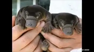Miniature Animals