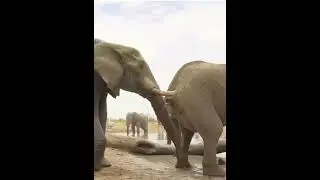 Какого...