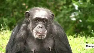 Chimpanzee Chronicles: Unraveling Myths and Unveiling Secrets