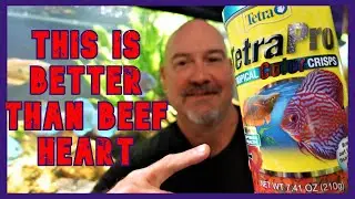Stop Feeding Your Discus Beef Heart