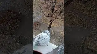 а вот птенцы моей парочки