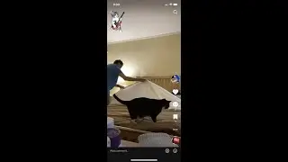 Making your bed when you have a cat 😺