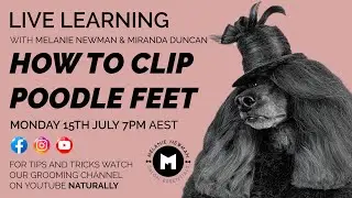 How to clip Poodle Feet