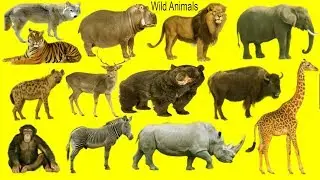 Wild Animals Name, Meaning & Picture |  Wild Animals Vocabulary