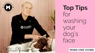 How to wash your dog's face.