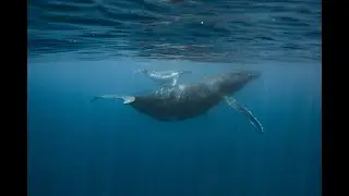 VLOG #19 De Moorea à Tahiti à la recherche des baleines!