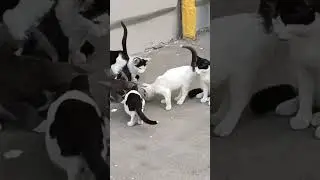 #кошки #бездомныеживотные