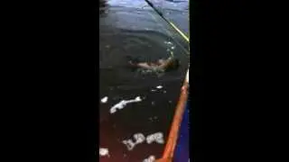 Brka 5kg na KanLures AquaQuake SuperSport edition ;)