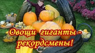 ОВОЩИ ГИГАНТЫ - РЕКОРДСМЕНЫ!