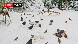 🔴 24/7 LIVE CAT TV NO ADS😺 Lots of Birds in Snow for Cats to Watch and Slap
