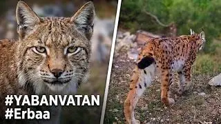 #Lynx Vaşak kardeş yine gezmelerde...🐾 #YABANVATAN 2024 #Erbaa