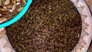 Naihati Fish Seeds and Baby fish Market for Selling and Buying & Small Fish Oxigen Packing