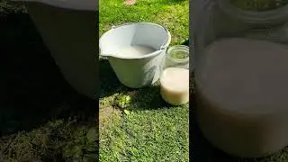 ПОДКОРМКА ДРОЖЖАМИ 