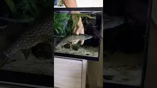 ВЫПУСКАЮ ЩУКУ,⚠️спустя 2 года   в озеро⚠️#fishing #aquarium #аквариум #fish #щука #pike.ЧАСТЬ 1