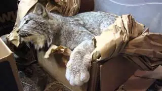 Max Canada Lynx A Minute of Fun