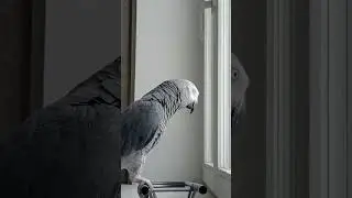 Попугай Гоша