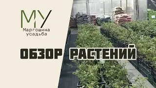 Садовый центр на 16-ой Парковой. Обзор растений