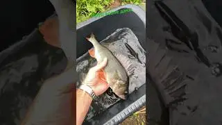 #пруды #жизнь #fishing #рыбалка #карп #mushroom #щука #carp #рыба #carpfishing