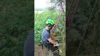 Tree surgeon in his element