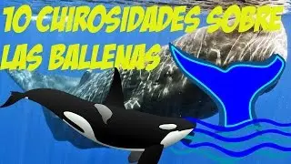 10 CURIOSIDADES SOBRE LAS BALLENAS