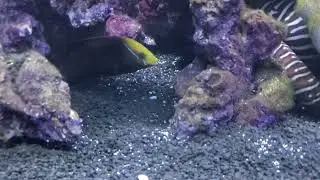 My Queen Coris Wrasse Going to Bed