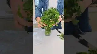 Here’s how to keep herbs fresh and usable for longer! 