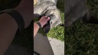 Каменная собака)
