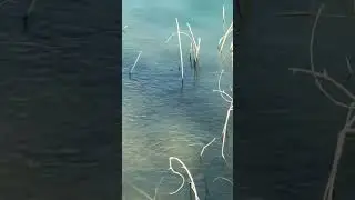 Có ai biết loài cá gì đây ko🤩🐋?