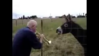 funny and amazing videos donky sing song