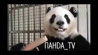 Разоблачение битвы экстрасенсов!!!Джулия Ванг и Пахом!