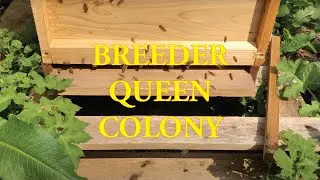 Breeder queen colony