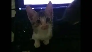 Pet Mania - The First Laptop Encounter