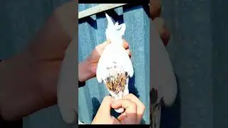 Чистопородные армянские шейки