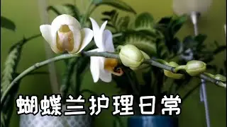 蝴蝶兰护理日常