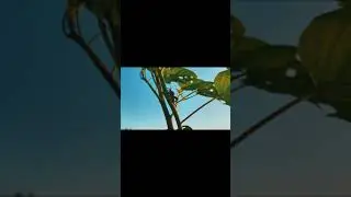 CINEMATIC ALAM || CINEMATIC PAGI HARI || STORY WA