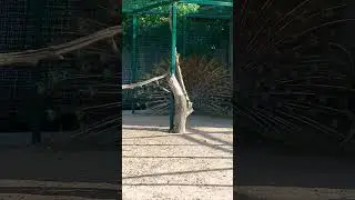 Павлина в монастыре. Муром