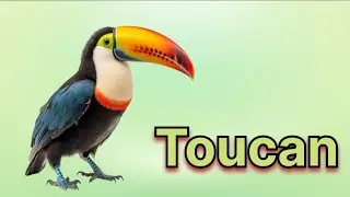English Names Of Birds For Kids : बच्चो के लिए अंग्रेजी चिड़ियाओं के नाम : #kidssong