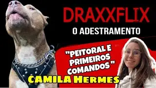 Pitbull com peitoral no passeio