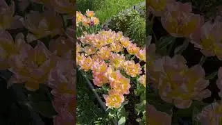 ЯРКИЙ ПЕРВОМАЙ #цветы  #дача
