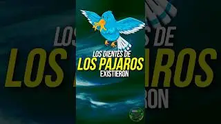 ¿Por qué las AVES NO TIENEN DIENTES? 🐦🕊️ #animales #curiosidades #aves #pajaro #volar