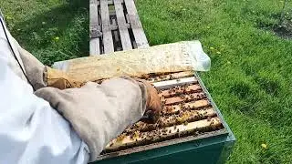 поставил вощину (смотрю результат)и новые облетники для маток