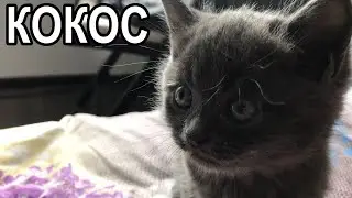 КОКОС №1 из Жесть на СТО