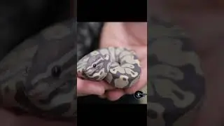 Что это? Что изображено на фото?