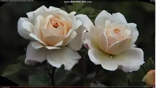 ЕЩЕ ОДИН СПОСОБ ВЫВОДИТЬ СВОИ СРЕДСТВА !!!