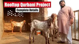 Rooftop Qurbani Project Makhi Cheena Goats Lahore 2024 | Bakra Mandi