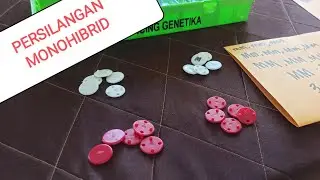 PRAKTIK PERSILANGAN MONOHIBRID KELAS 9