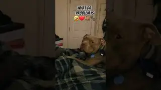 What Da Problem Is ❤️🐕🐾🤣 