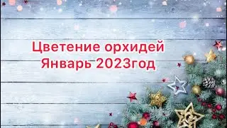 Цветение орхидей январь 2023г.