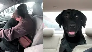Black Lab Can't Stop 