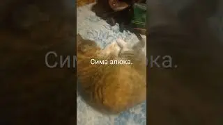 Киса Сима злюка.